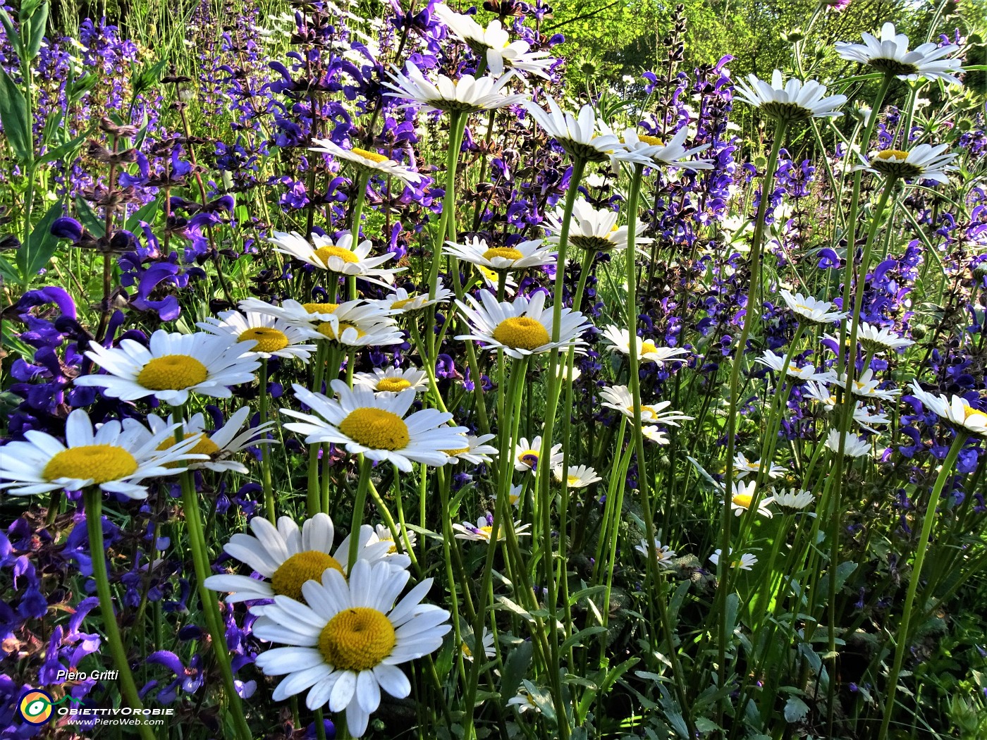 16 Leucanthemum vulgare (Margherita comune) con Salvia pratensis (Salvia dei prati) .JPG